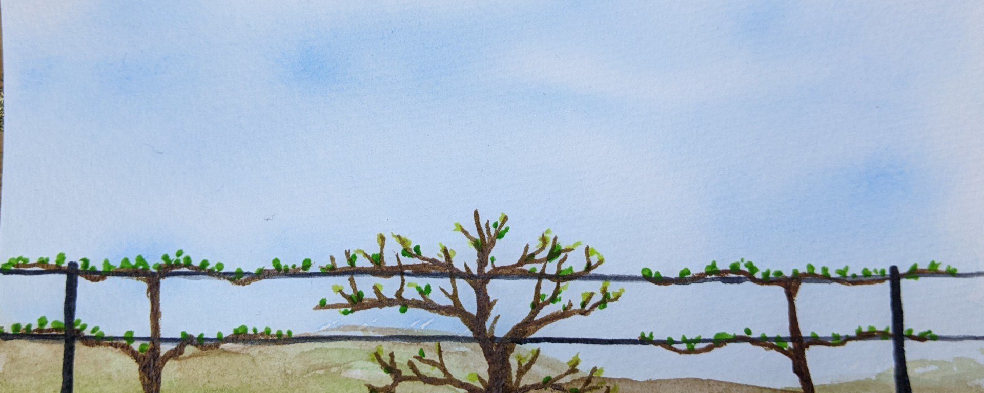 "Unruly Vines" www.PuttingHopeToWork.Com